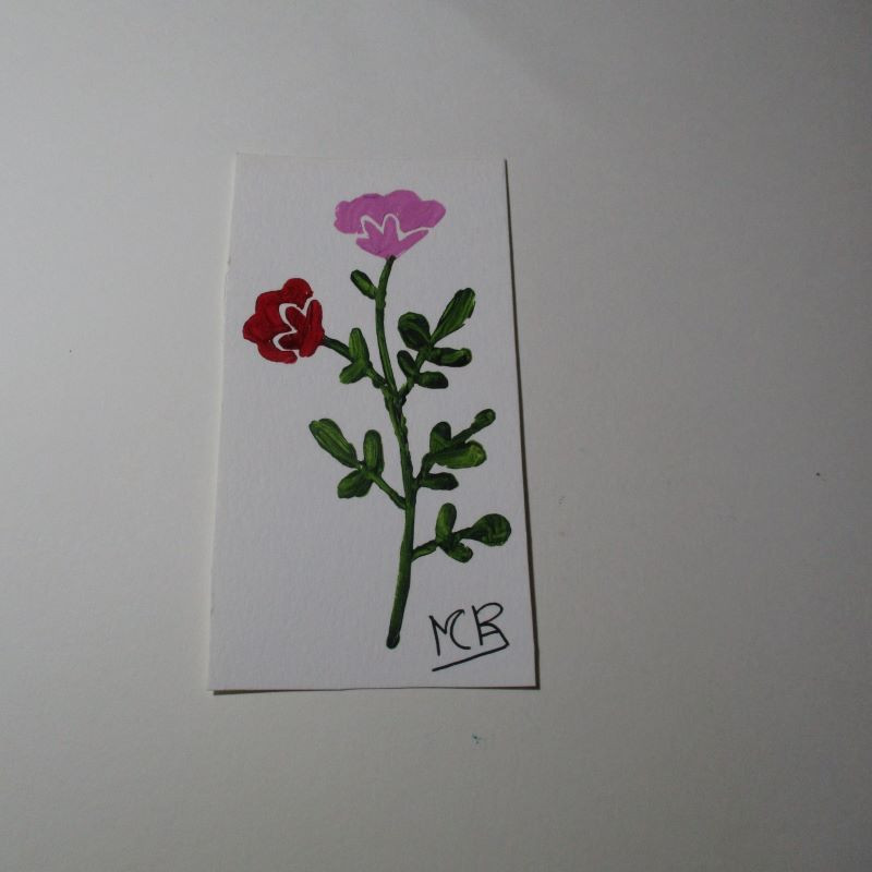 Planta 11
