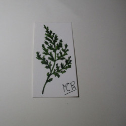 Planta 15
